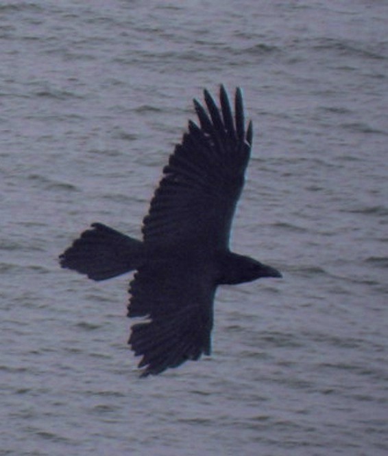 corvo imperiale